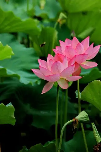 她召视着一种精神:圣洁清奇,品格高雅臻天下,超凡脱俗,风韵悠悠写春秋