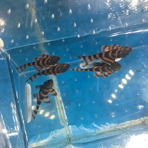 出一批l397 红老虎3-4cm