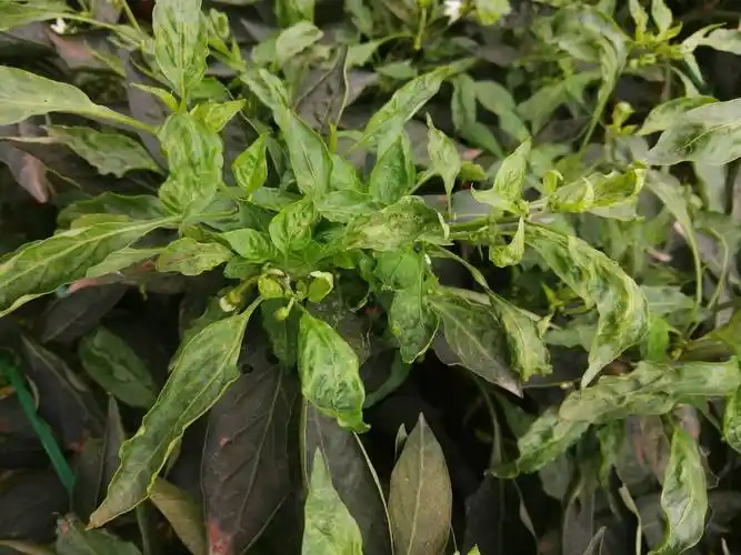 你好林老师我这个辣椒叶子卷了什么什么病打什么药救