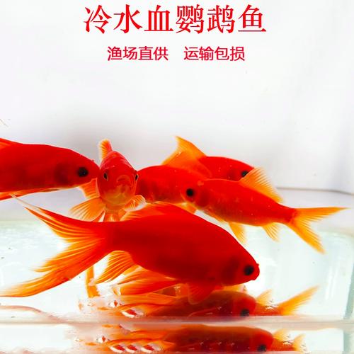 冷水观赏鱼黑眼血红鹦鹉鱼草金鱼练手淡水鱼好养耐易活鱼体红鱼
