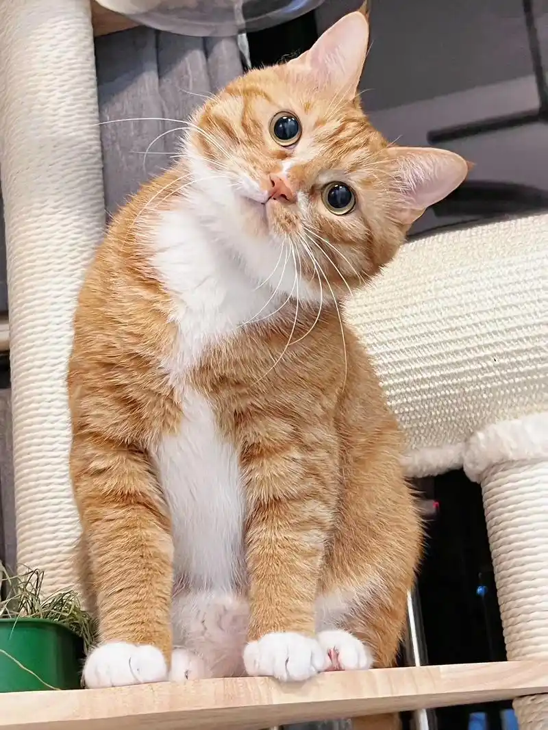 看起来就很傻.#家有大橘 #橘猫 #这么可爱的小猫咪 #大橘 - 抖音