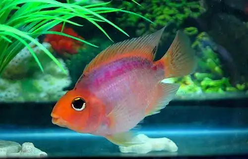 鹦鹉鱼的寿命大概在多少年?