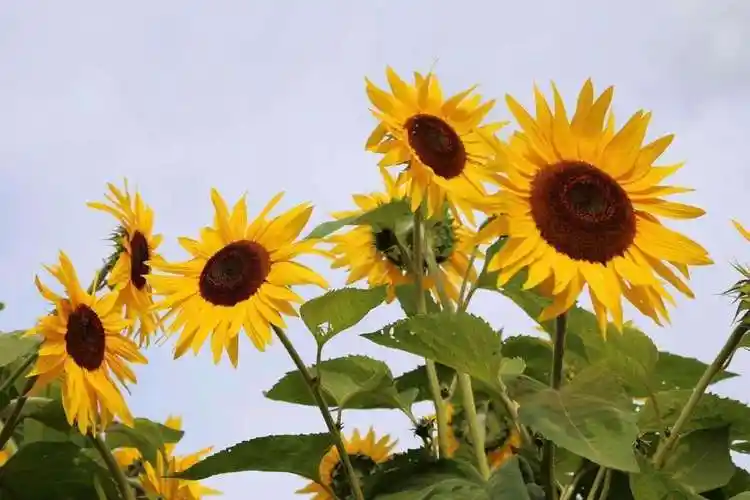 代表希望和曙光的字(代表希望和曙光的名字)