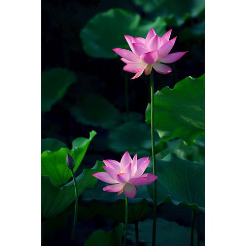 惊艳荷花图片(2张) 原创超清3840*5760像素 精选手机壁纸