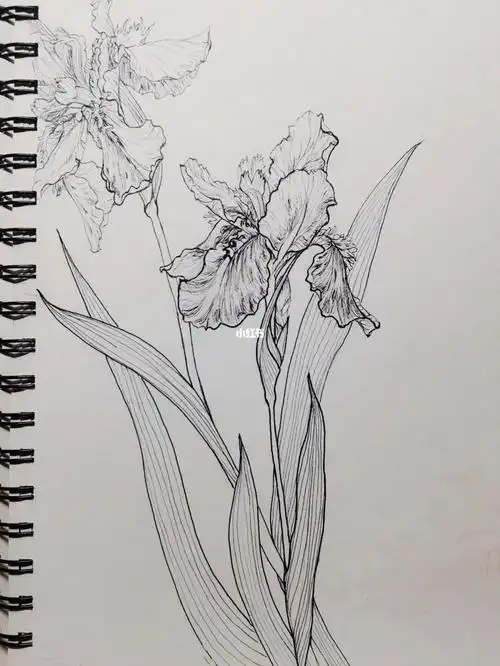 花卉练习2730鸢尾花