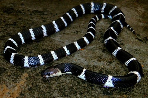 银环蛇 narrow-banded krait