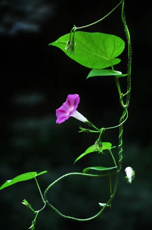 简洁漂亮的牵牛花(二)[首发]
