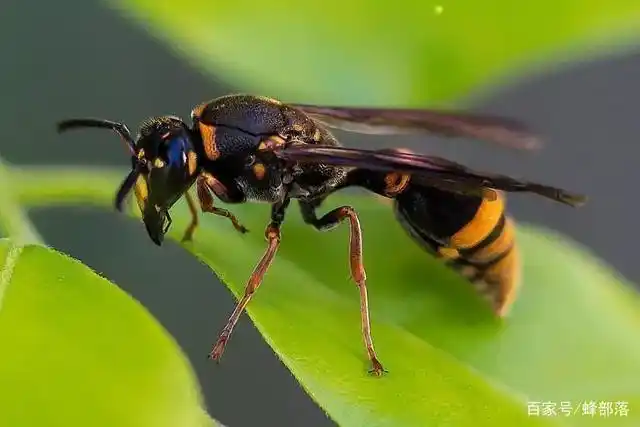 同样是蛰人,为什么蜜蜂蜇人后就死亡,马蜂蜇人后却不会死亡?