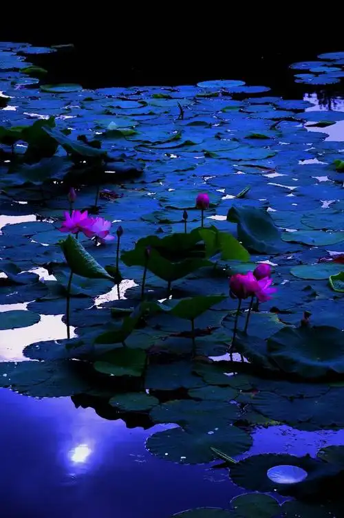 [图片]荷塘月色(容我胡闹一次吧) - 辽阳 - 新摄影论坛