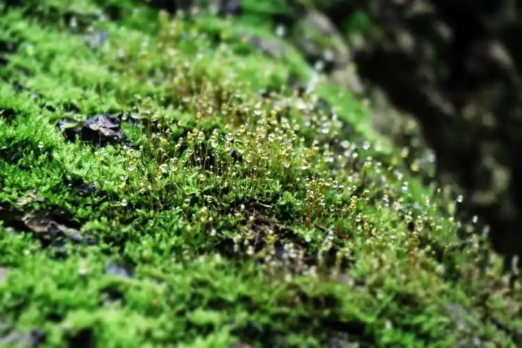 微距下的活力一青苔花