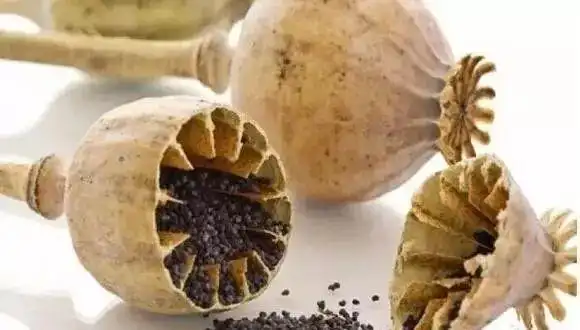 禁种铲毒蜀黍教你如何识别罂粟