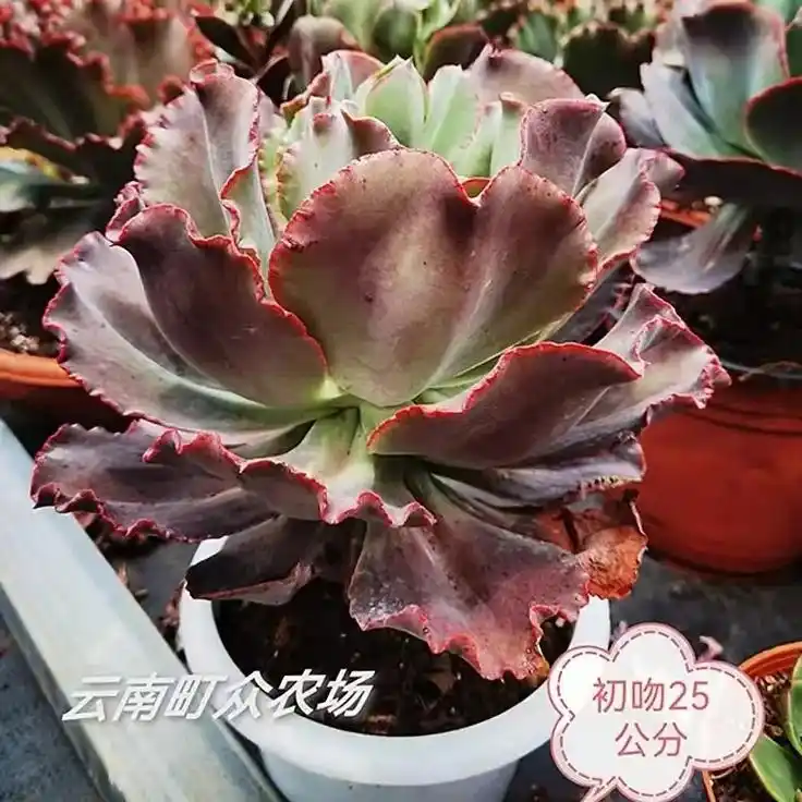 初吻老桩多肉 - 抖音