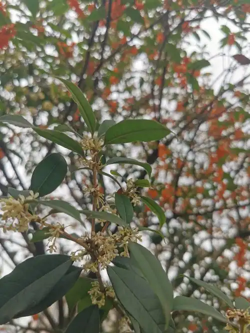 桂花的功效与作用