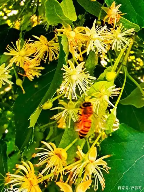 随着太阳的升起,勤劳的小蜜蜂开始了忙碌的工作,洁白的椴树花在朝阳的