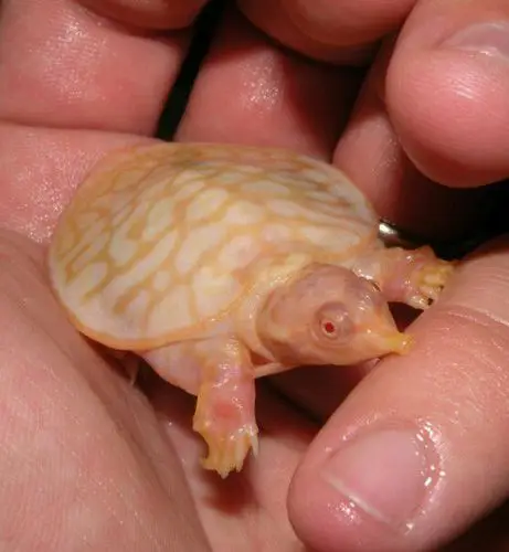 【变异龟】白化龟鳖图鉴 第一季