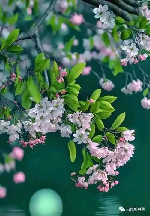 好美的一组春花