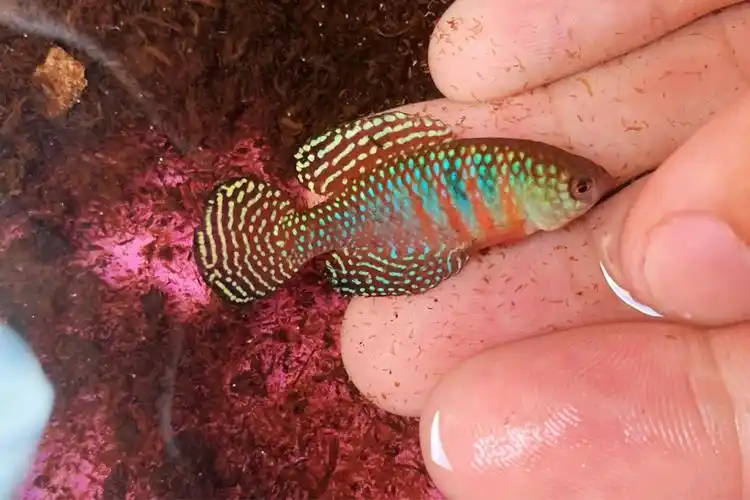 七彩梦幻珍珠鱂 - 其他观赏鱼 - cta南美水族