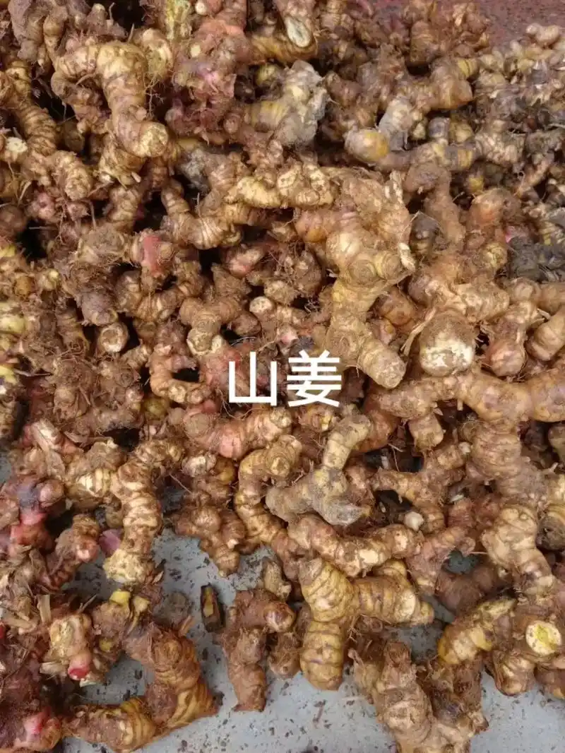 山姜 #野生药材  - 抖音