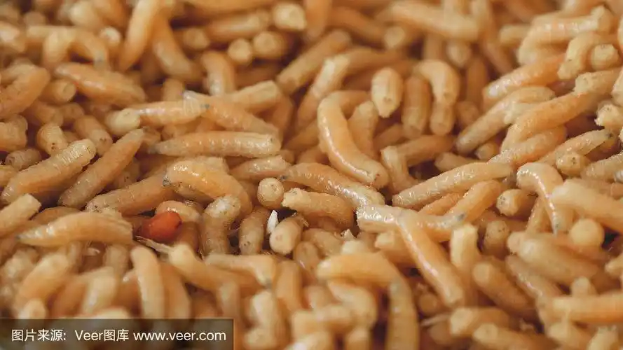 蛆虫背景近距离微距拍摄.害虫入侵.蝇幼虫