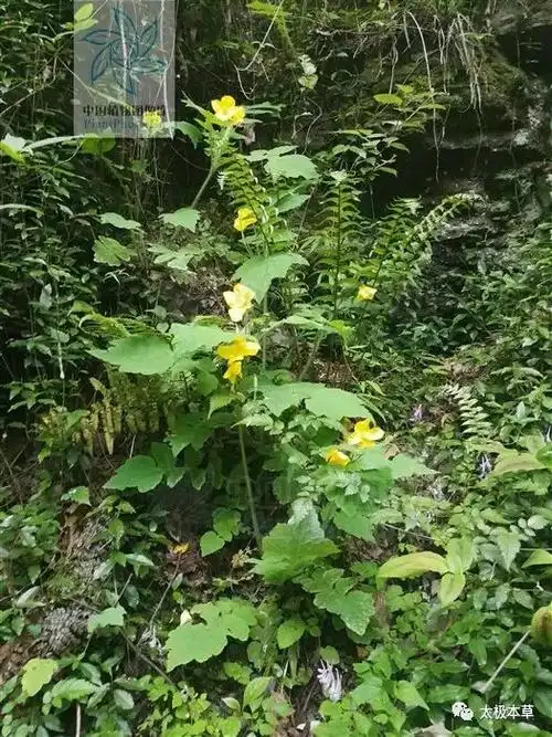 人血草,见过吗?行气散瘀,止血止痛.治跌打损伤,外伤出血