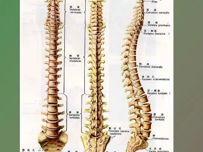 颈椎病应用解剖_第3页