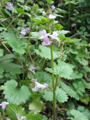 活血丹图片活血丹的功效与作用