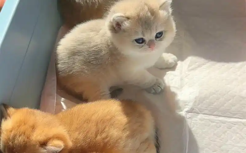 金渐层.蓝金渐层