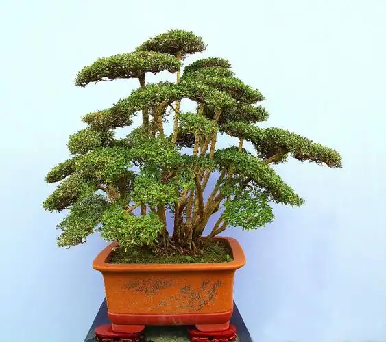 川派盆景 - 生态摄影 - 摄影论坛 - 迪比特摄影网