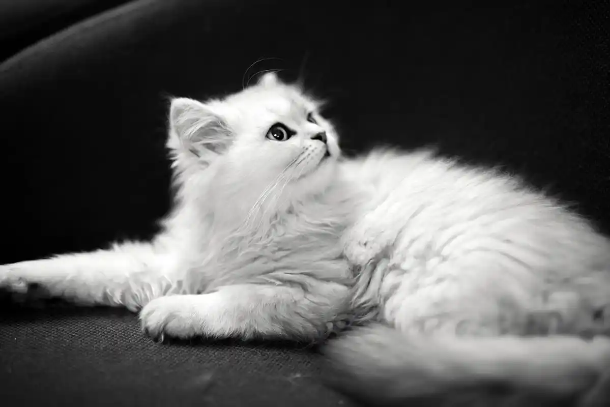 轻声喵语家唯一的男孩纸~金吉拉-张小小的视觉情绪屋