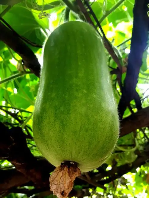 胖乎乎可爱的大冬瓜,表面有一层细小的白绒毛.