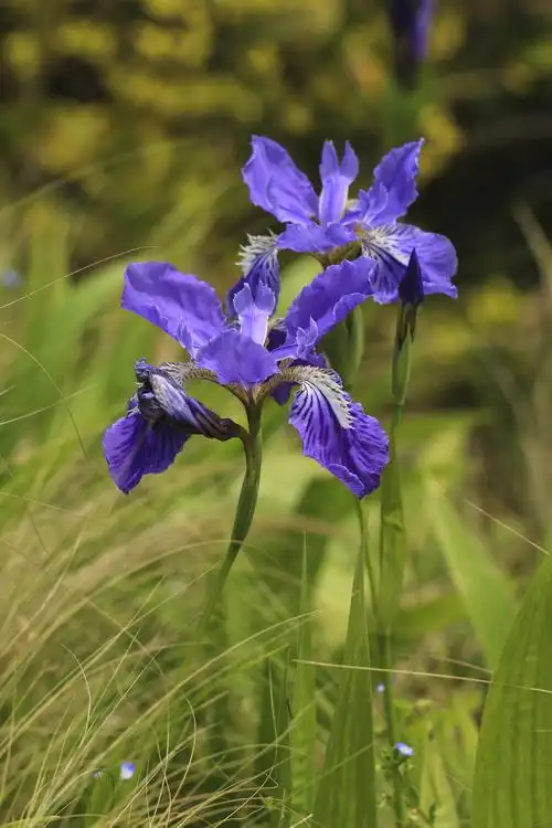 原创摄影《鸢尾花》