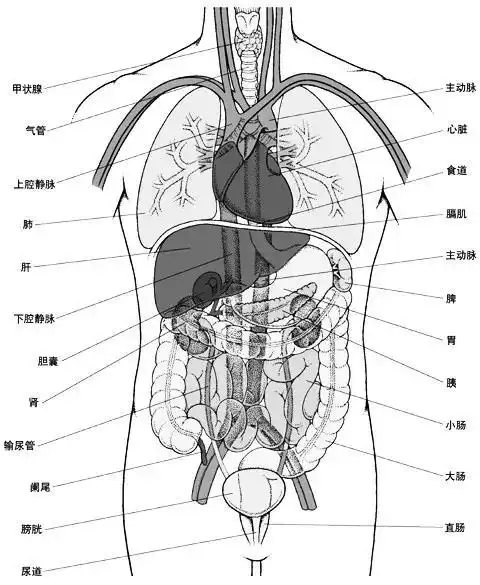 五脏六腑疼痛的位置图片人体解剖学图谱器官人体解剖图各器官位置图