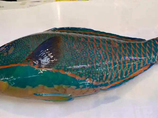 鹦哥鱼又名鹦鹉鱼或鹦嘴鱼,拥有亮丽的蓝,绿,红及黑色的身体颜色,是