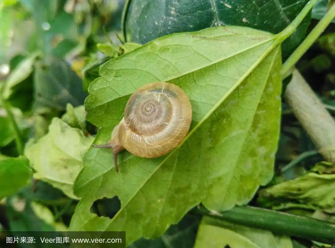 这是一只带壳吃绿叶的蜗牛.自然,背景.