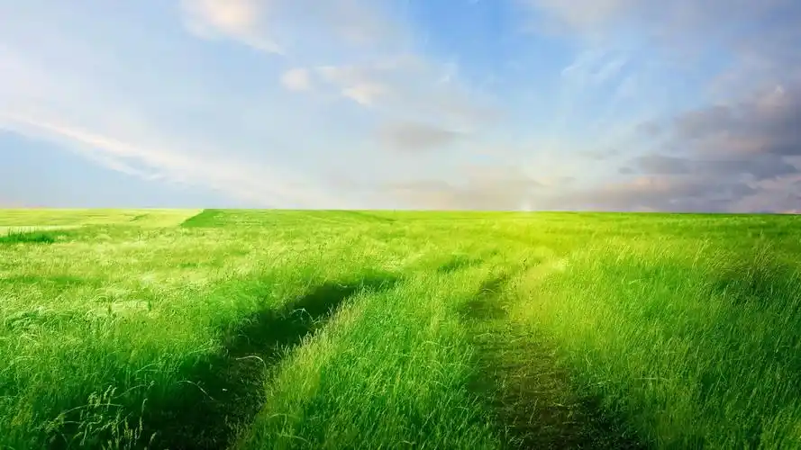 美丽的绿色草原风景,高清图片,电脑桌面-壁纸族