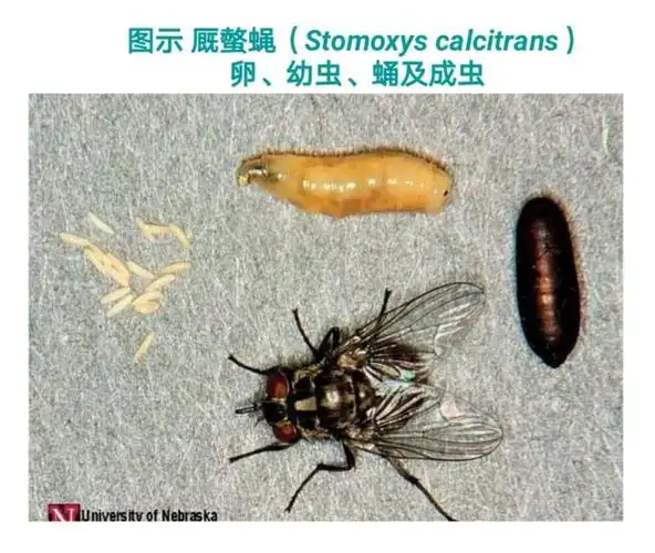 您对苍蝇知多少?