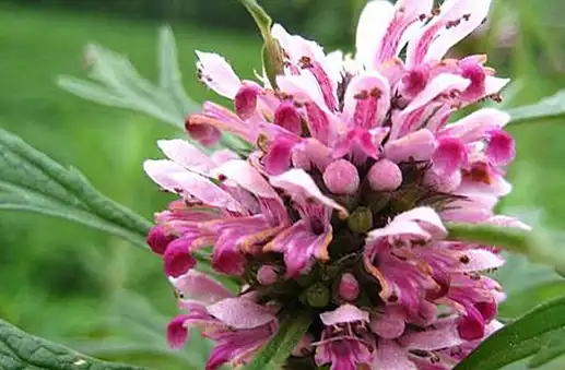 食用后能活血调经,保持子宫干净气色好_益母草_作用_治疗