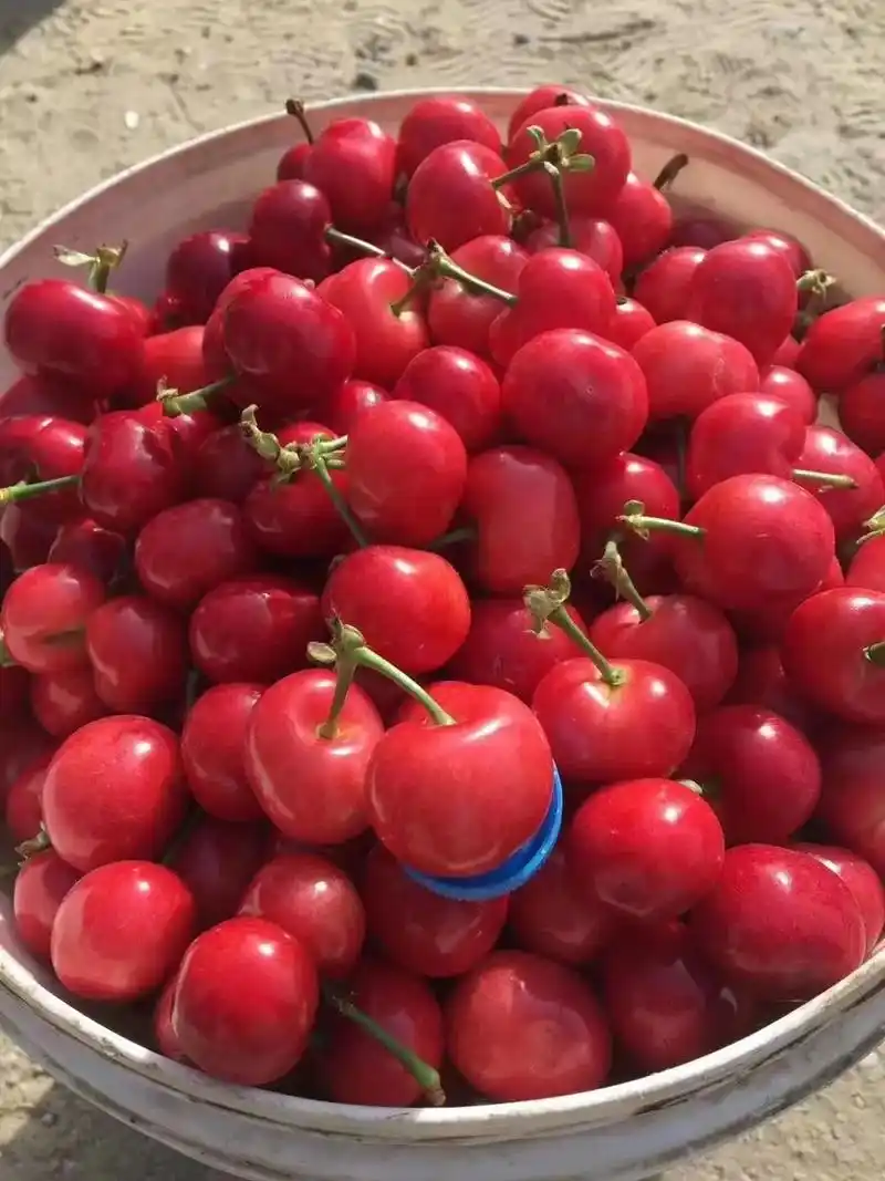 红灯樱桃大量上市现货需要收购请与我联系 - 抖音