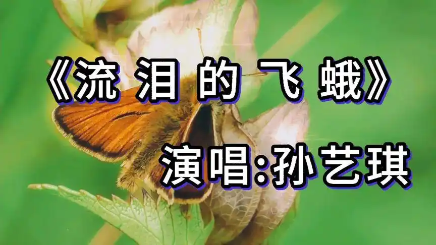 孙艺琪流泪的飞蛾伤感情歌明知道会受伤还如此的执着