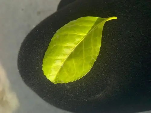 叶子带锯齿的是什么树?三年了也没开过花没结过果!