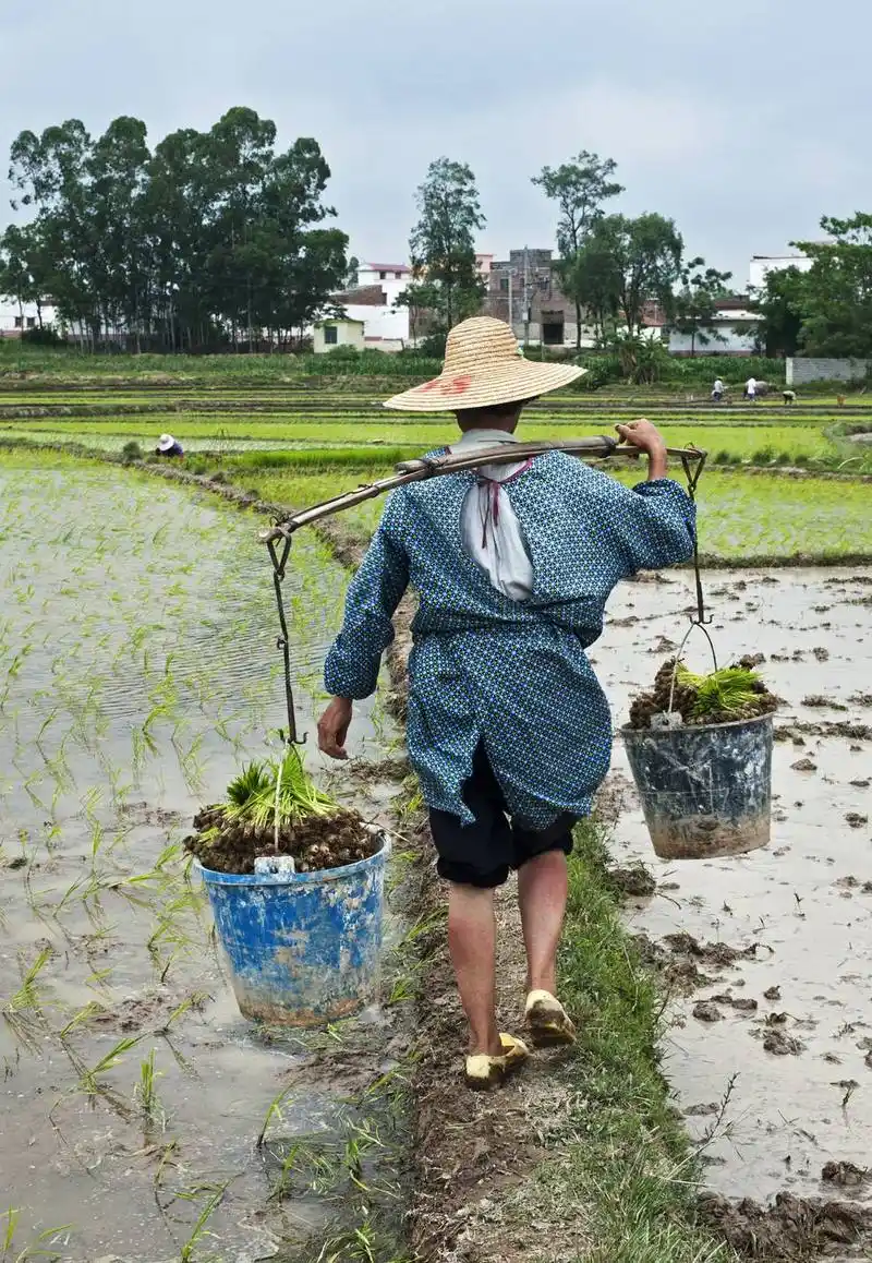 既然种地不赚钱,为何让流转土地,农民却不愿意?可能有三个原因