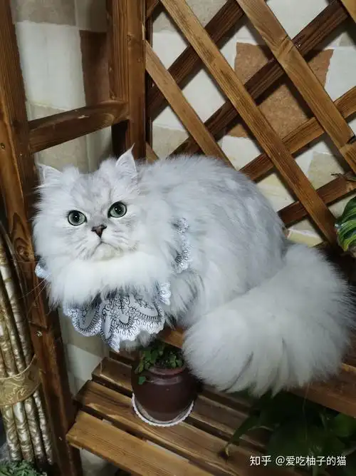 养金吉拉是怎样的体验