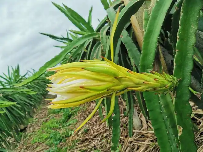 霸王花的样子很霸王花长33公分