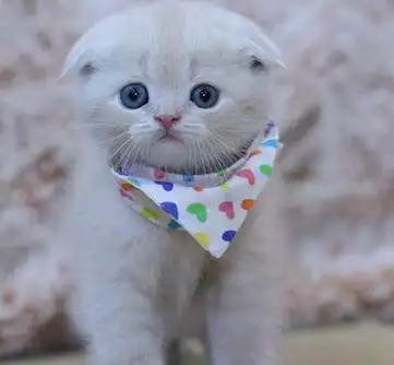 苏格兰折耳猫的故事,你们知道多少呢?_诺顿_英国_主人