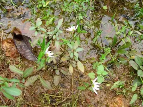 农村一种野草蛇见到它就发抖人称蛇脷草是治蛇咬伤良药