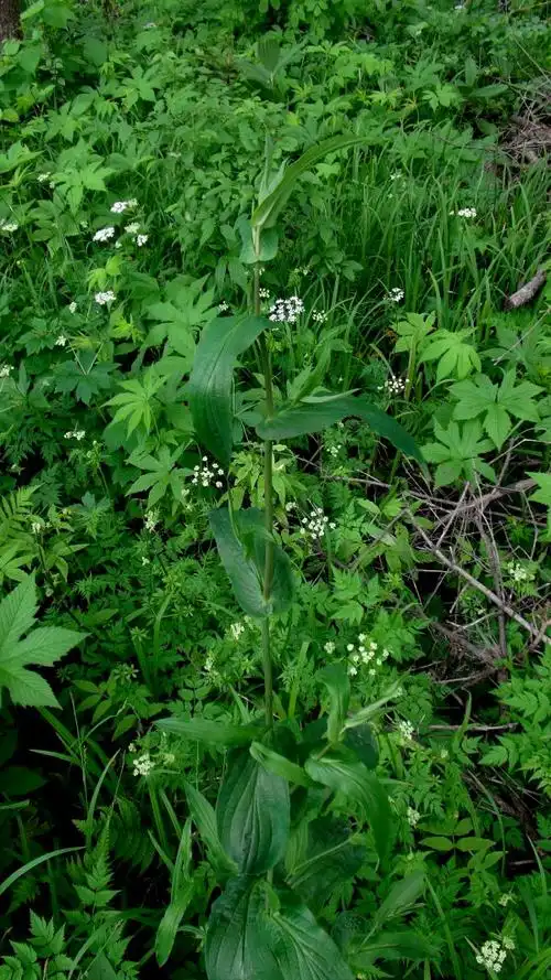 日月峡中草药:兴安柴胡