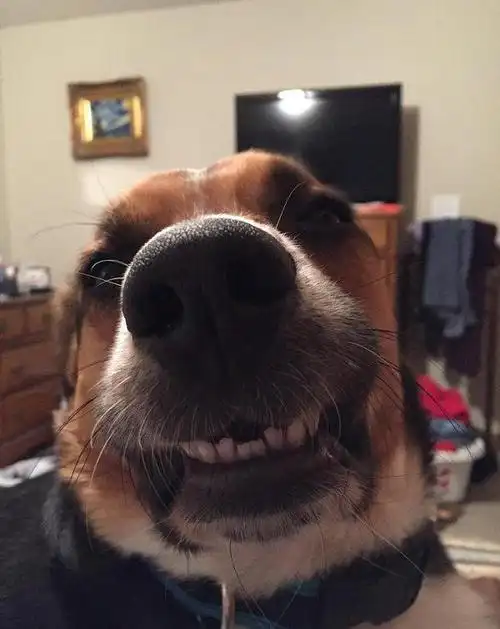 (来自:奇趣艺术集)哈哈,太开心了.