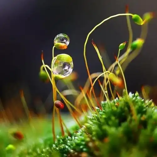 唯美图片:水滴的舞蹈,灵动的生命 | 佳人