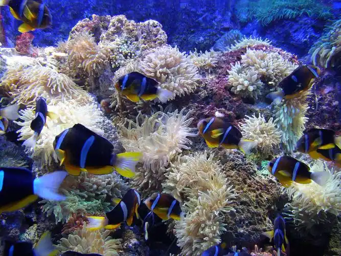 【海底世界摄影图片】香港