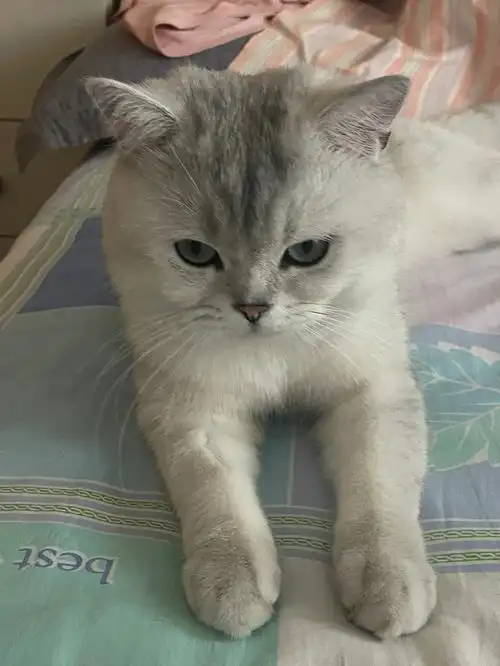 银渐层的脑门黑了